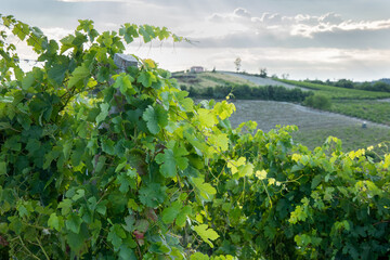 Fototapeta na wymiar vineyards in Monferrato Piedmont Italy