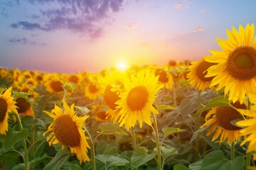bright fields with sunflowers at warm sunset