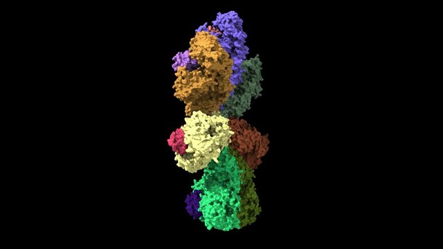Structure of the Apaf-1 apoptosome with cytochrome C shown, based on PDB 3jbt, animated 3D cartoon and Gaussian surface models, black background