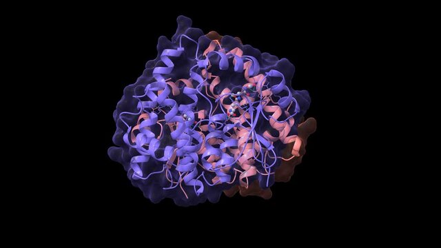 Crystal structure of human glutathione transferase (GST) A1-1 in complex with glutathione, animated 3D cartoon and Gaussian surface models, chain id color scheme, based on PDB 1pkw, black background
