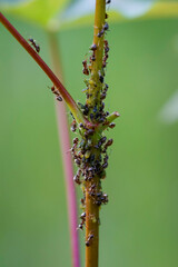 Viele Ameisen pflegen ihre Kollonie Blattläuse.