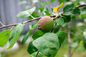 Apples are growing on the tree. Apple tree ripens in the garden near the house. garden insects pests