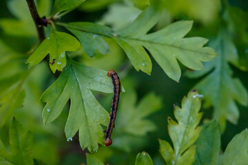 Vermutlich eine Raupe des Satellit-Wintereule, (Eupsilia transversa).
