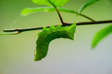 Die Raupe einer Pyramideneule an einerm Busch.
