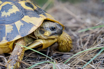 Nahaufnahme, Detailaufnahme einer griechische Landschildkröte