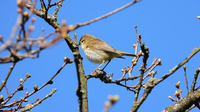 Fitis&nbsp;(Phylloscopus trochilus)