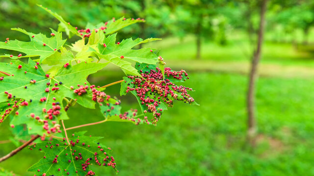 Pink Phyllocoptes fockeui on green maple leaves in the park