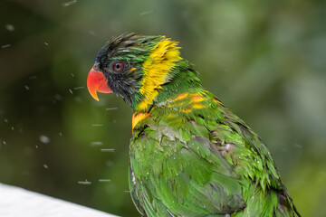 Parrot with red eyes and colorful feathers after playing in the water