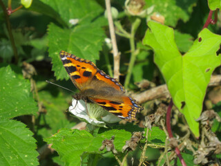 Fototapeta na wymiar colourful small tortoiseshell butterfly resting on a bramble