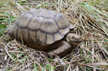 Two feet long brown tortoise (Testudinidae) resting on a grassy ground. Close-ups.