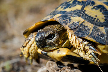 Nahaufnahme, Detailaufnahme einer griechische Landschildkröte