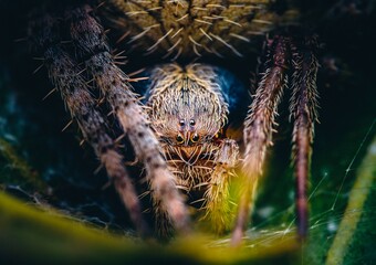 Closeup of an Orbweaver Spider