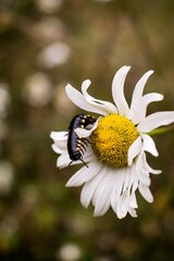 millipede on a daisy