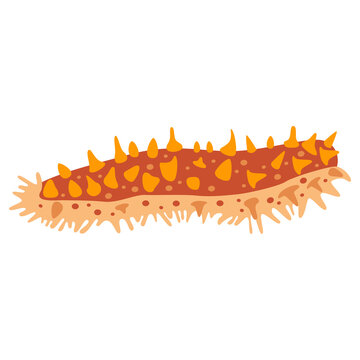 Red sea cucumber. Natural fresh seafood, cooking