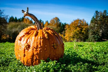 Worty pumpkin