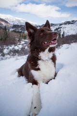 Border collie in the snow
