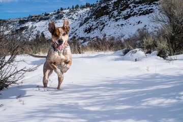 Dog jumping through the snow