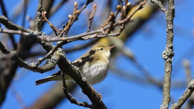 Fitis&nbsp;(Phylloscopus trochilus)