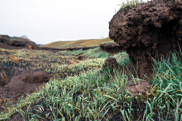 Relief of the burnt-out field. Fresh green grass, soil and roots