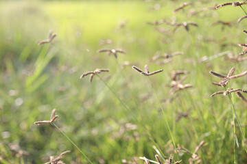 Delicate crowfoot grass closeup