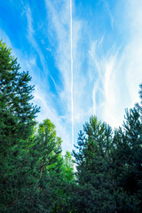 Pine forest and white plane tracks in the sky