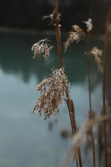 nature scene with plants and sky 