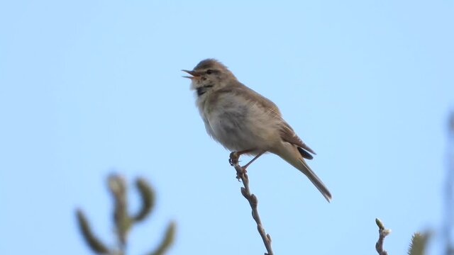 Fitis&nbsp;(Phylloscopus trochilus)
