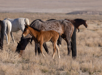 Naklejka na ściany i meble Wild Horse Mare and Her Cute Foal in the Utah Desert