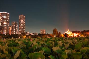 夏の夜の不忍池