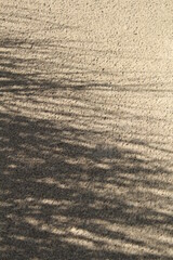 beach with dunes, sand and pampas grass. blue sky 