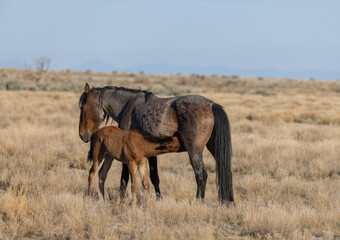 Wild Horse Mare and Her Cute Foal in the Utah Desert