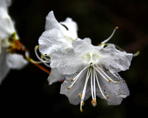 close up of a flower