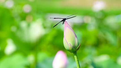 トンボとハスの花(蕾)「トンボ亜目」 Dragonfly and lotus flower (bud) "Dragonfly suborder" 自然な明るい光とふんわりイメージ・ハスの花畑を背景素材 Natural bright light and fluffy image-Has flower field as background material 日本2021年新緑・初夏撮影 Japan  © KOROKICHIKUN