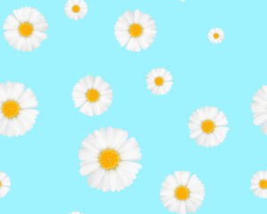 Chamomiles on a blue background. Seamless patterns.