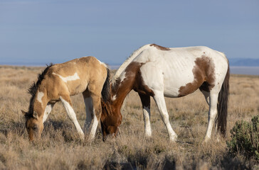 Wild Horse Mare and Her Cute Foal in the Utah Desert