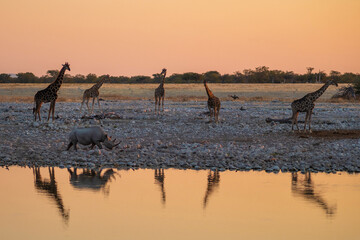 A black rhino and a herd of giraffes approach a waterhole at sunset in Etosha National Park,...