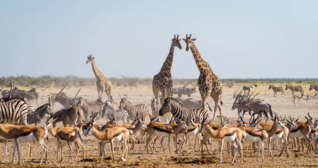 Fotobehang Afrika Wild animals congregate around a waterhole in Etosha National Park, northern Namibia, Africa.   © R.M. Nunes