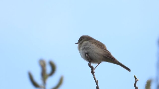 Fitis&nbsp;(Phylloscopus trochilus)