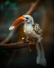 red billed hornbill enjoying his meal