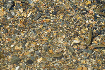 沢山の小さい川魚