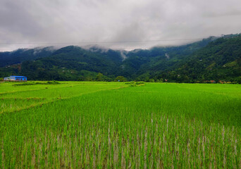 Fototapeta premium rice field in the mountains in Nepal village.
