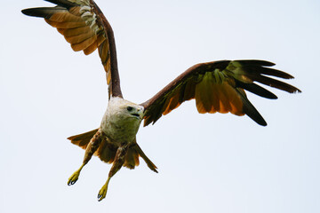 Brahminy kite diving