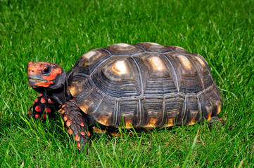 Köhlerschildkröte // Red-footed tortoise (Chelonoidis carbonarius) - obrazy, fototapety, plakaty