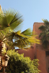 palm trees in old city