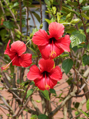 Hibiscus rosa-sinensis | Chinesische Roseneibisch oder Zimmer-Hibiskus. Schön blühender tropischer Kleinstrauch mit leuchten kräftigen Rote blumen und grünen und glänzenden Blättern
