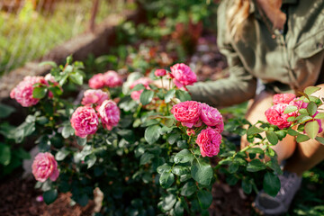 Leonardo da Vinci pink rose blooming in summer garden. Gardener enjoys blossom. Meilland selection roses flowers