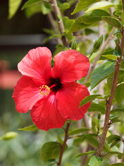Close up auf einer leuchtend roten Blumen von hibiscus rosa-sinensis 'Brilliant' oder Chinesischer Roseneibisch with prominent orange-tipped red Columna mit gelbe Staubblätter