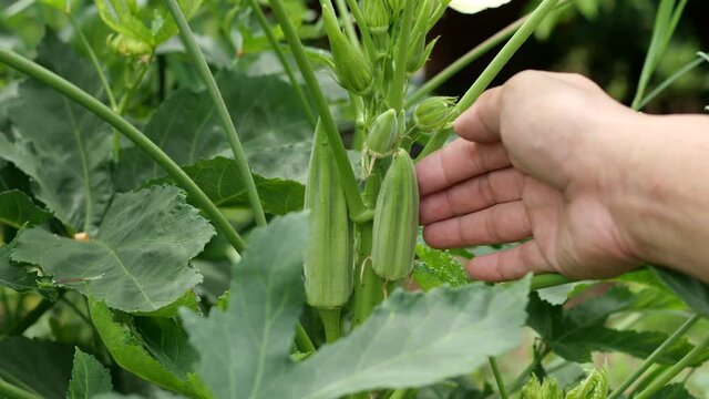 Closeup okra on tree (abelmoschus esculentus) growing in garden