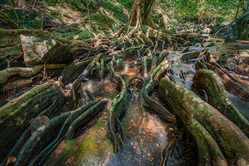 A Big tree roots in a stream at Jedkod Pongkonsao Natural Study and Eco Center, Tha Maprang, Kaeng...