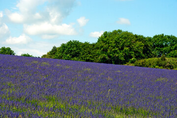 Lavender Field Summer Flowers Cotswolds Gloucestershire England